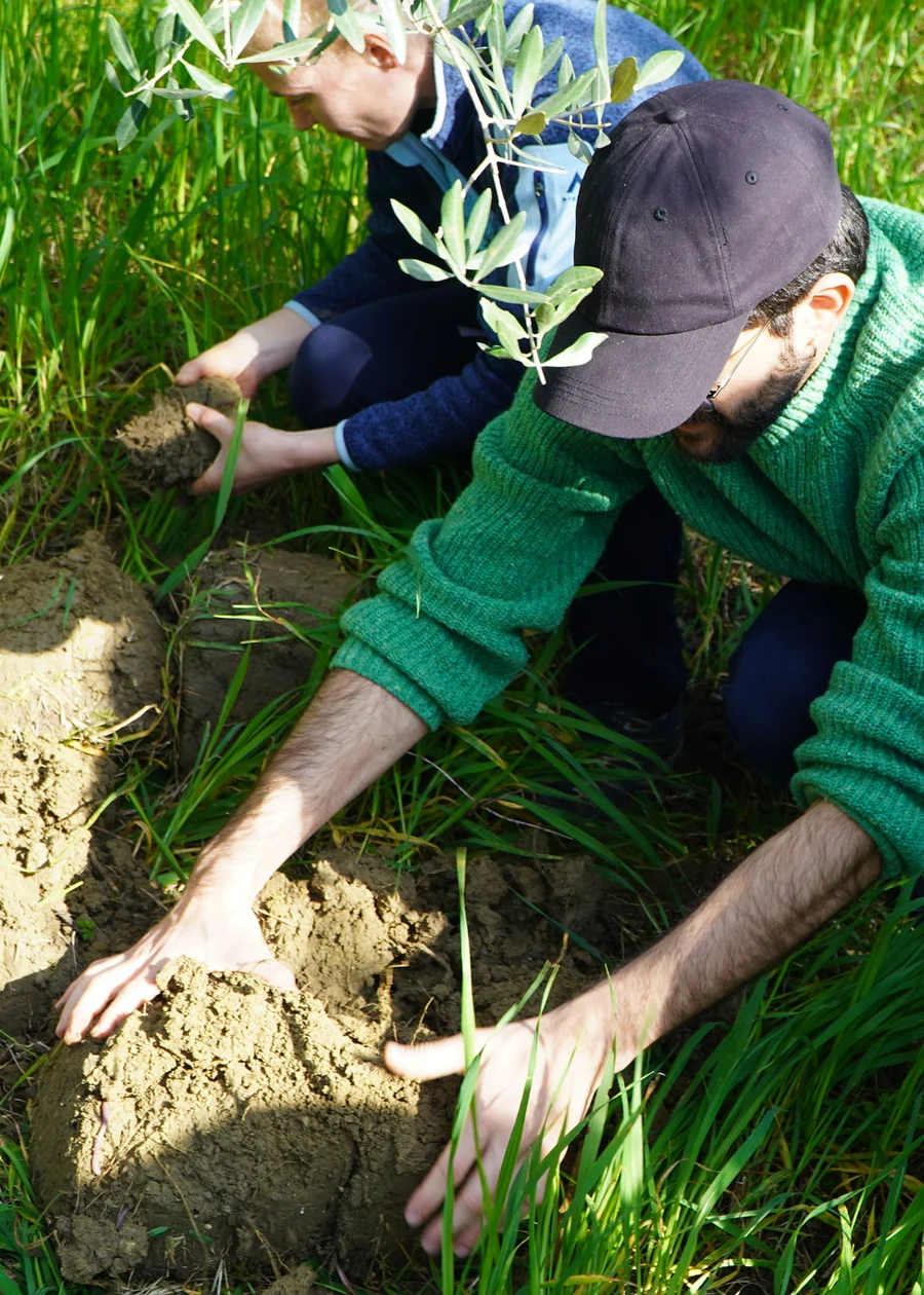People working together to plant a young tree in healthy soil