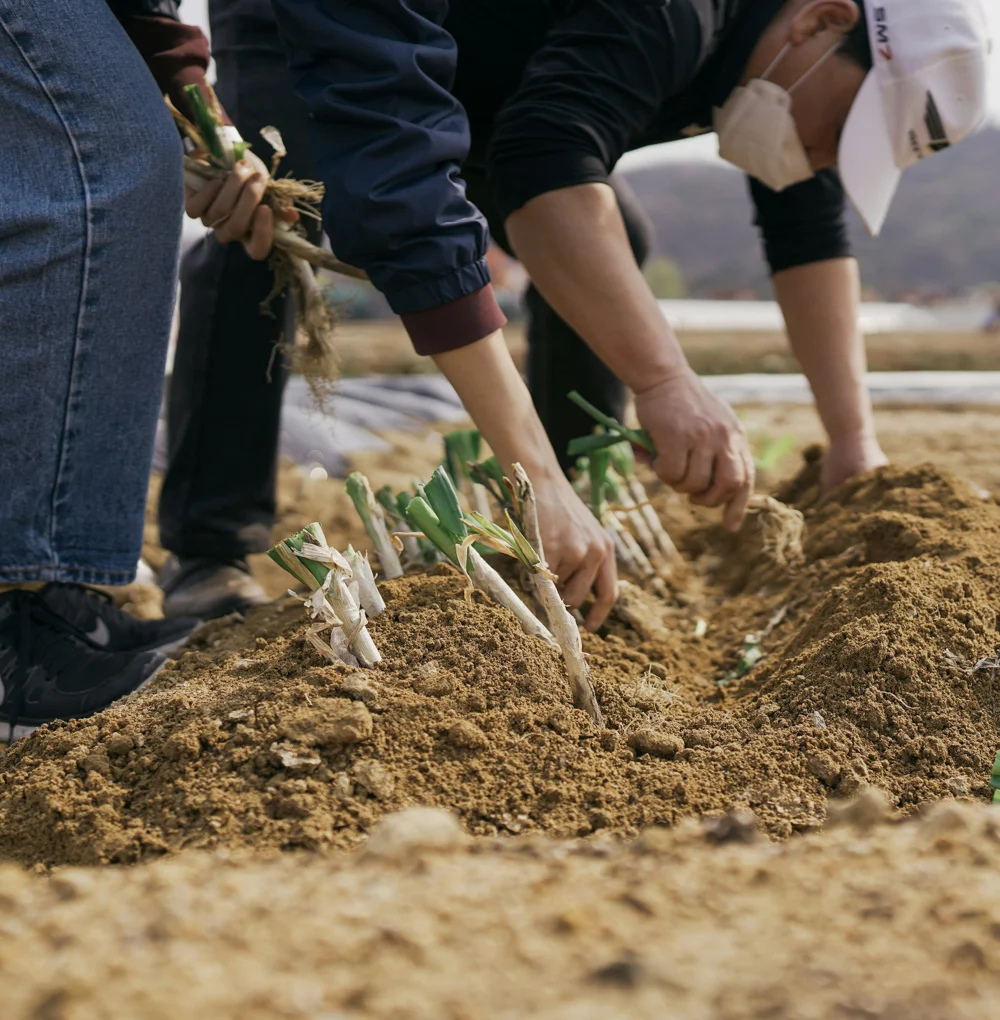 Community members planting together in a freshly prepared field